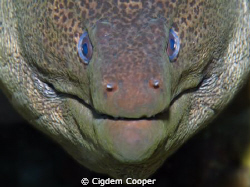 Giant moray portrait. Taken at Shark's Bay. by Cigdem Cooper 
